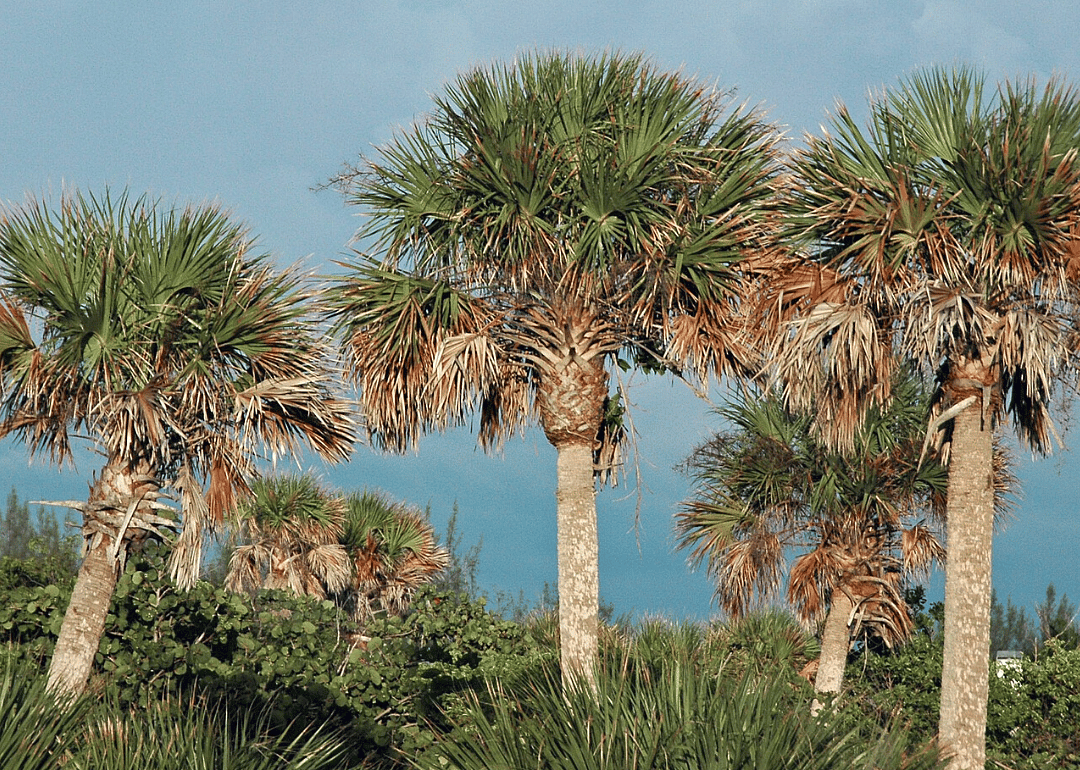 Answer: Florida state tree