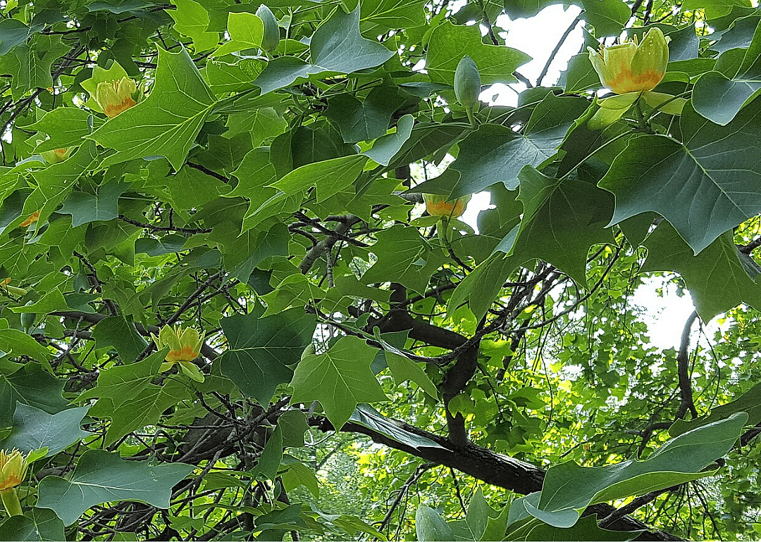 Answer: Kentucky state tree