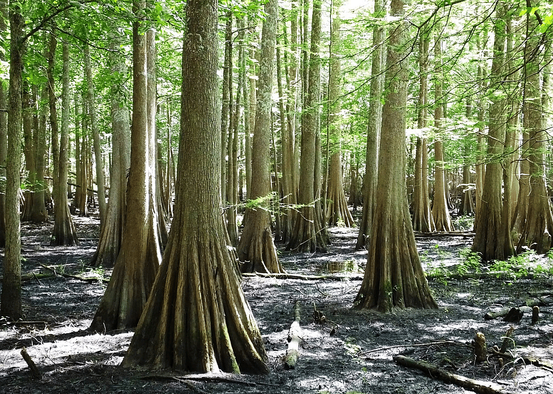 Answer: Louisiana