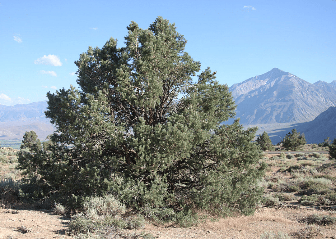 Answer: Nevada state tree