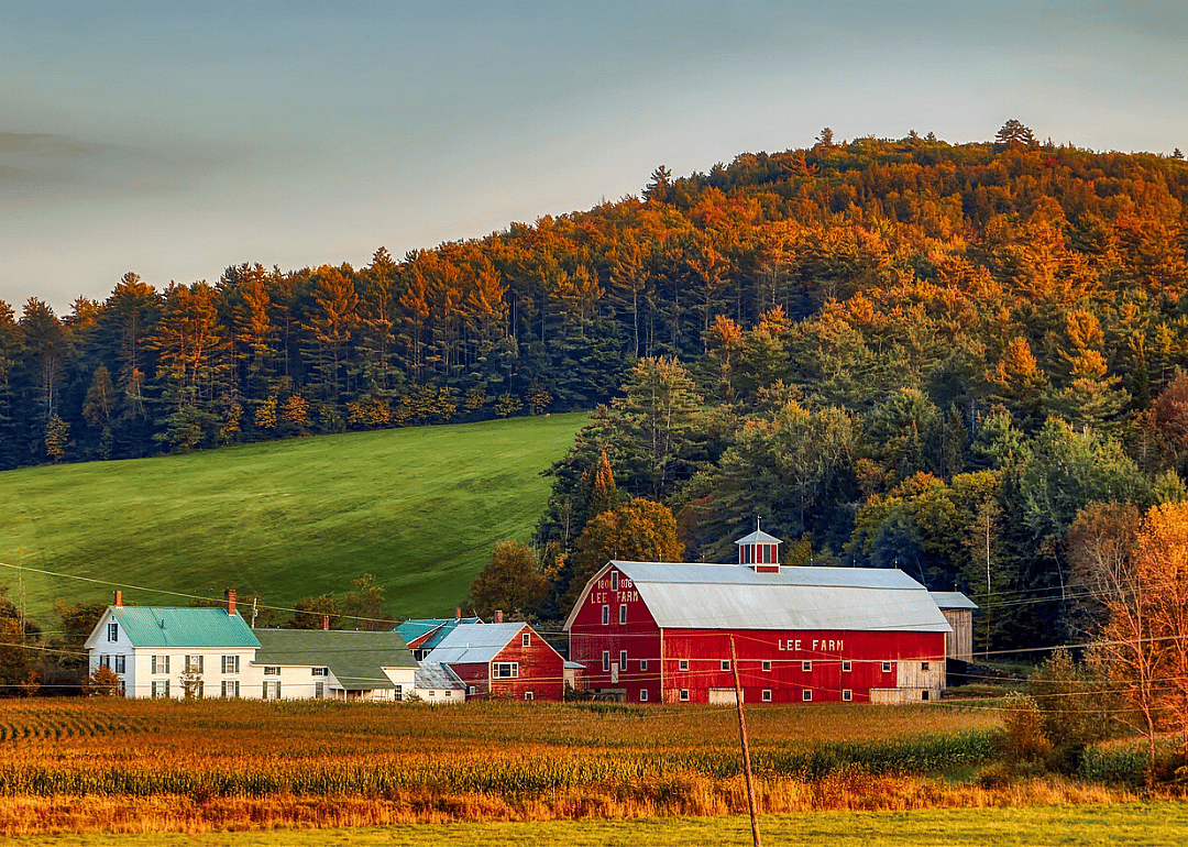 Clue: New Hampshire state tree