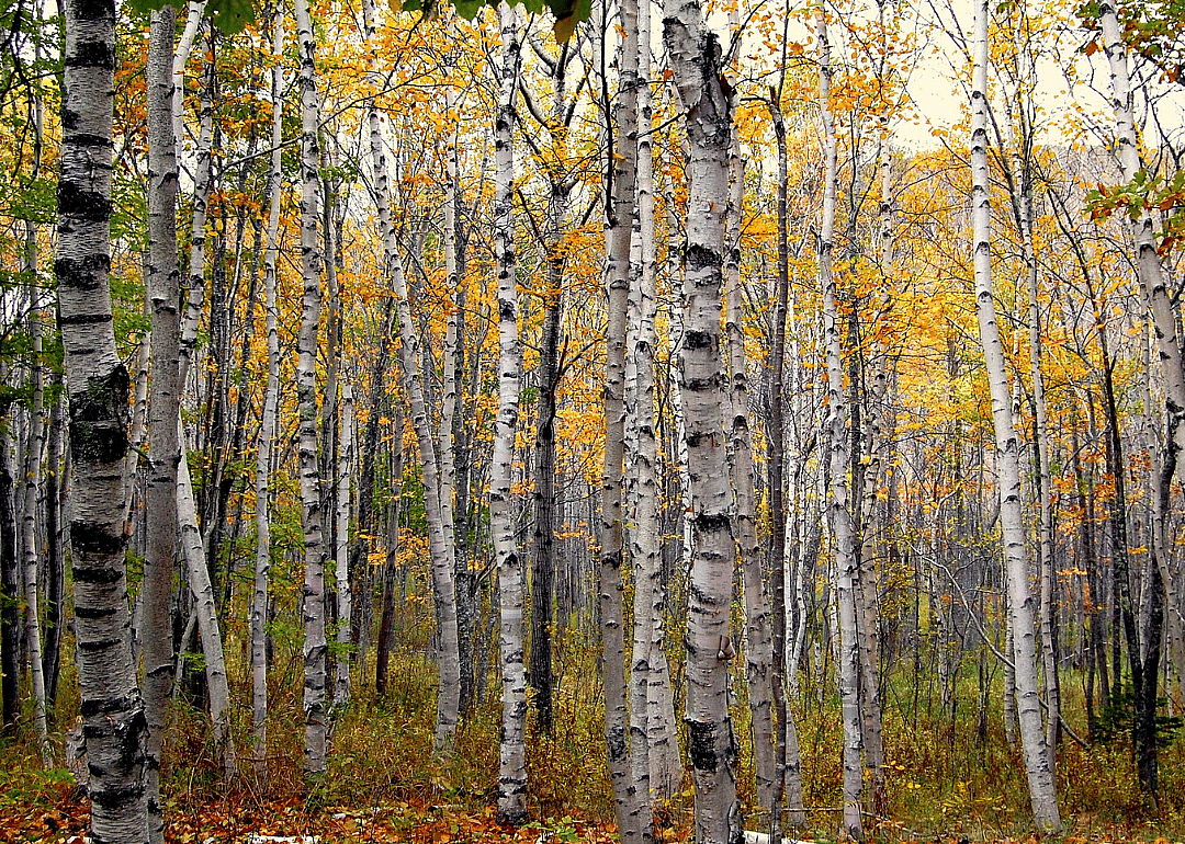 Answer: New Hampshire