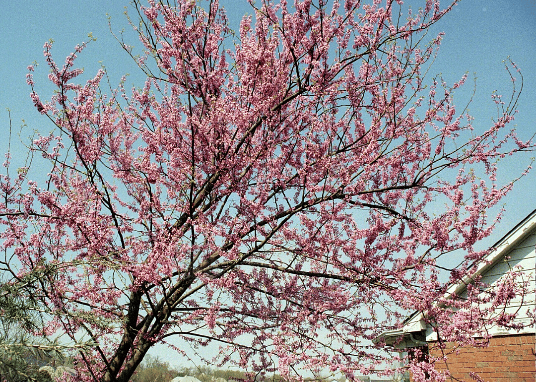 Answer: Oklahoma