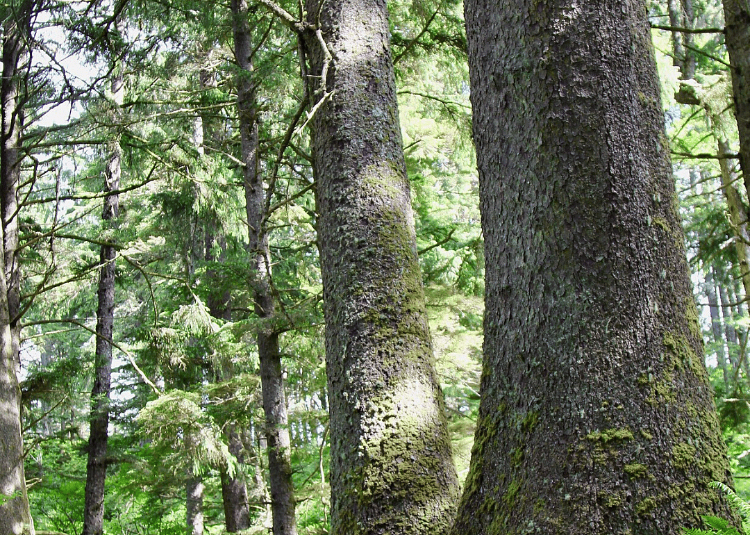 Answer: Oregon