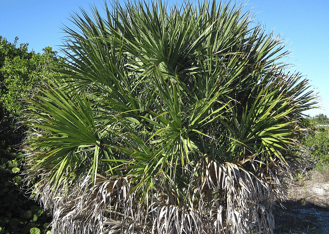 Answer: South Carolina