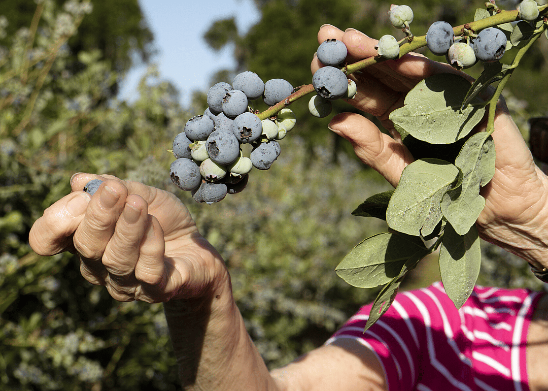 #8. Blueberries