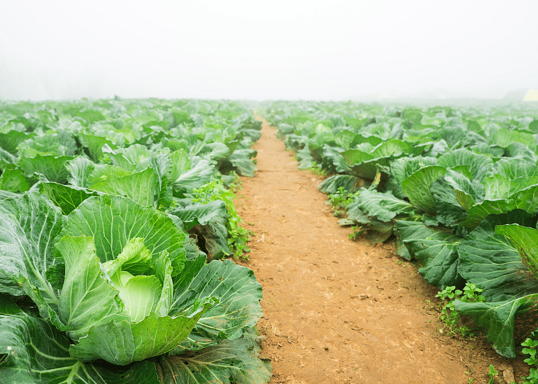 #12. Cabbage