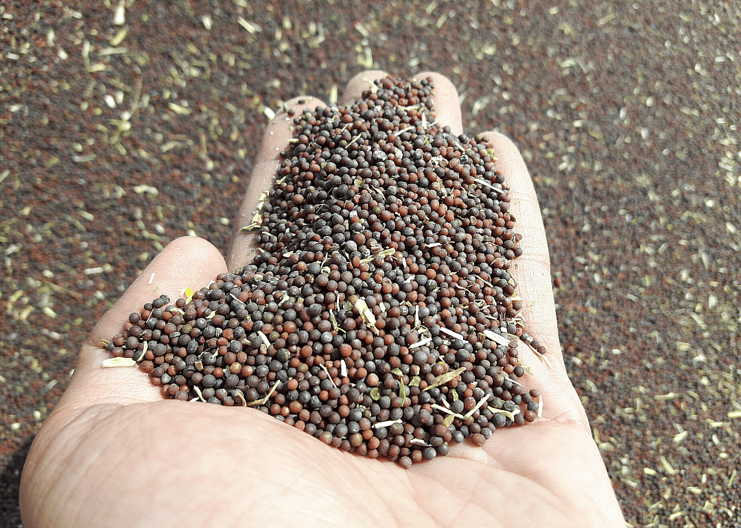 #10. Canola