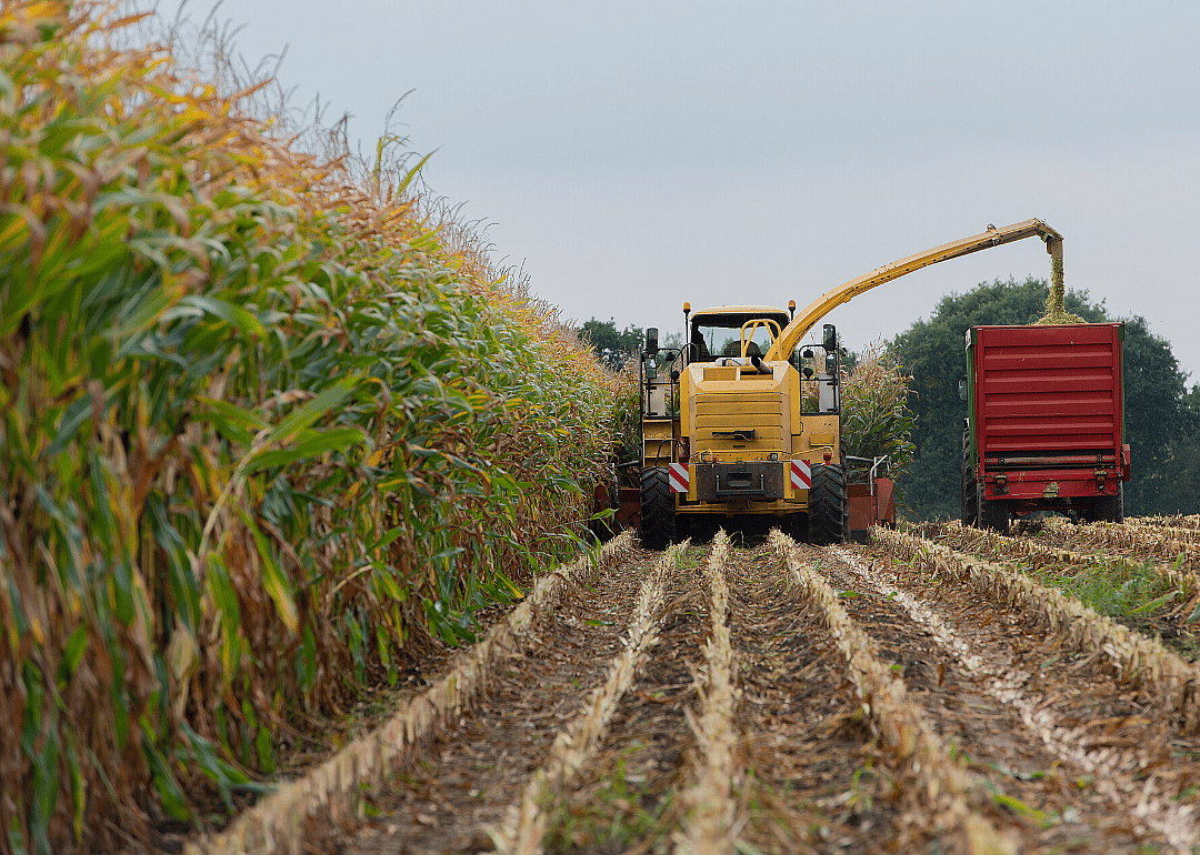 #2. Corn