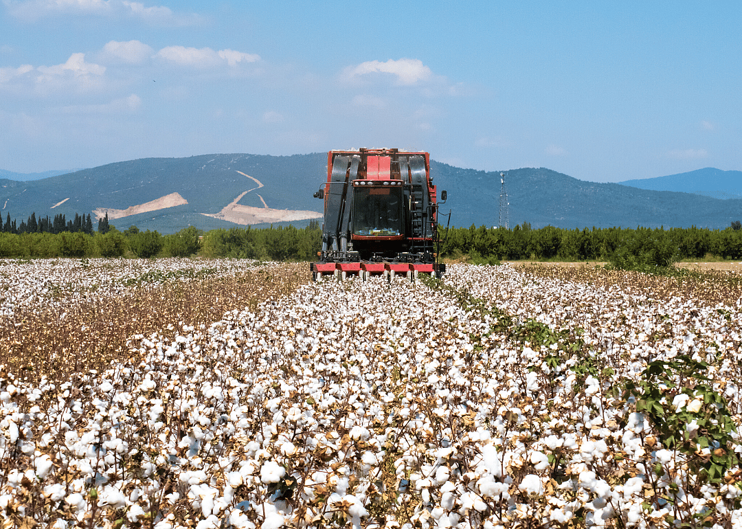 #4. Cotton