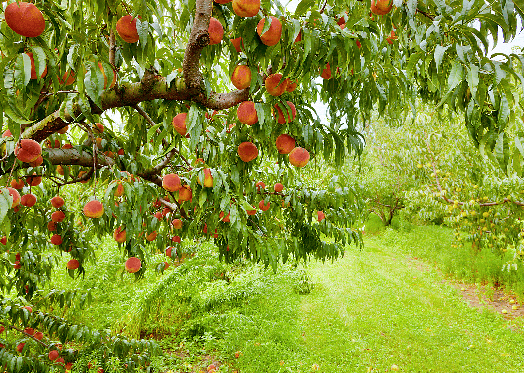 #13. Peaches