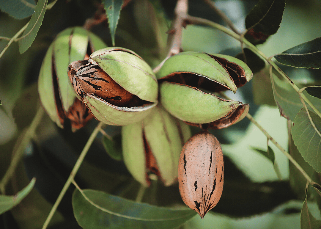 #8. Pecans