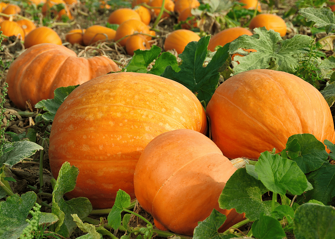 #14. Pumpkins