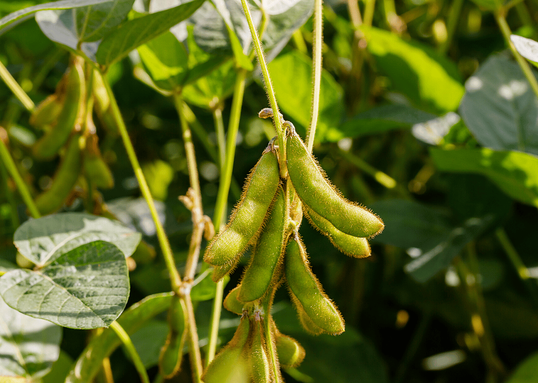 #1. Soybeans