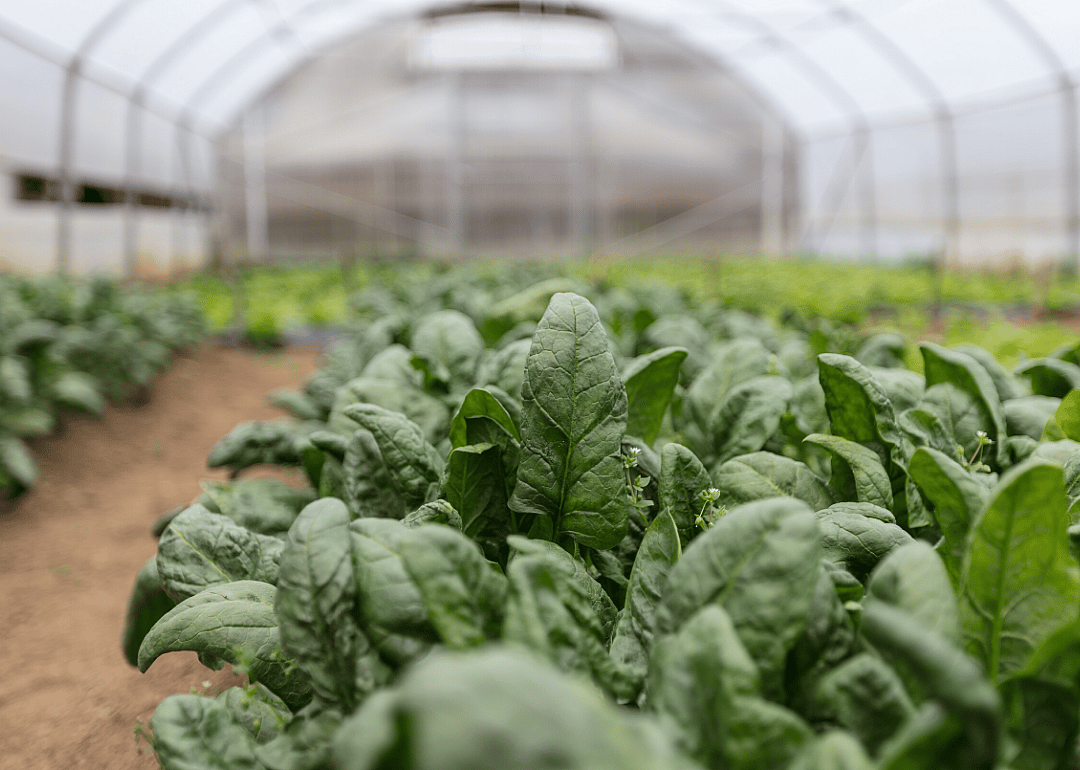 #9. Spinach