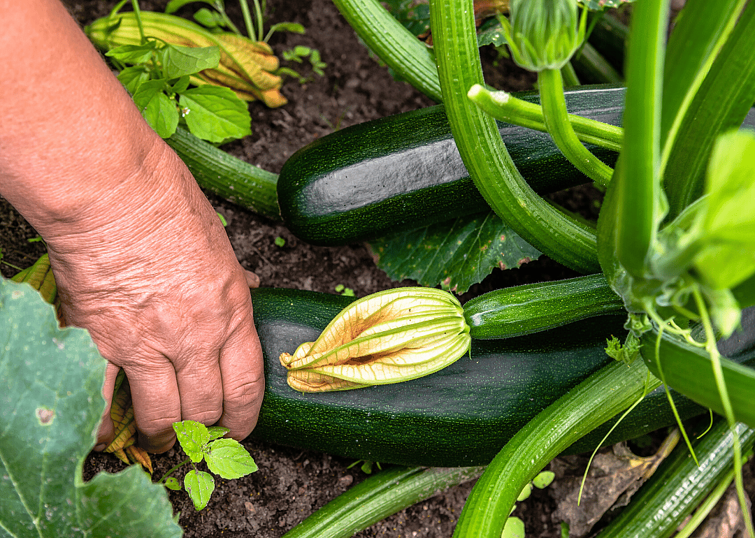 #16. Squash