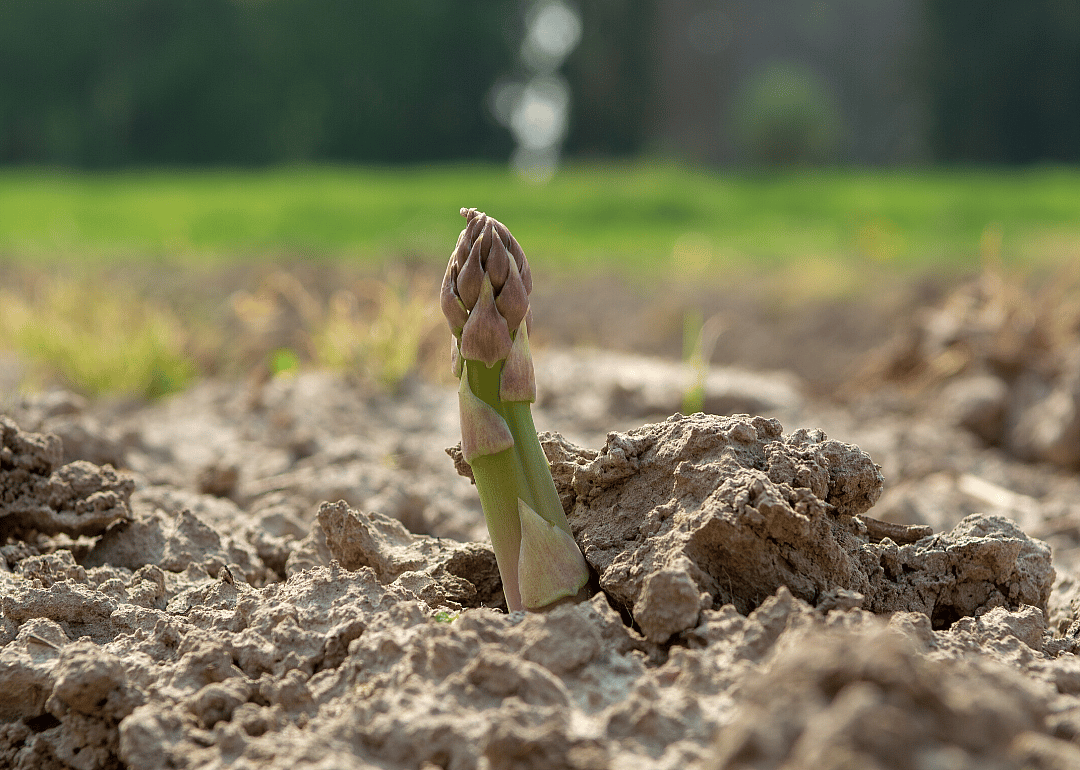 #10. Asparagus