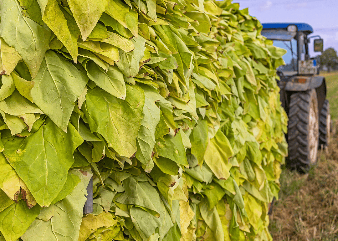 #6. Tobacco