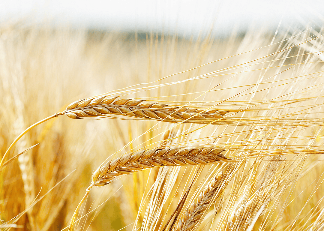 #16. Barley