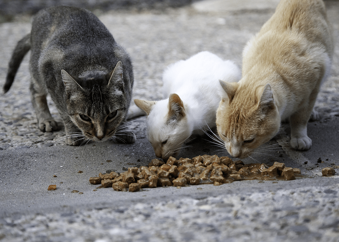 Street cats eating cat food of the street.