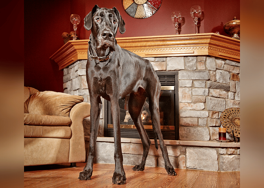 Tallest dog ever