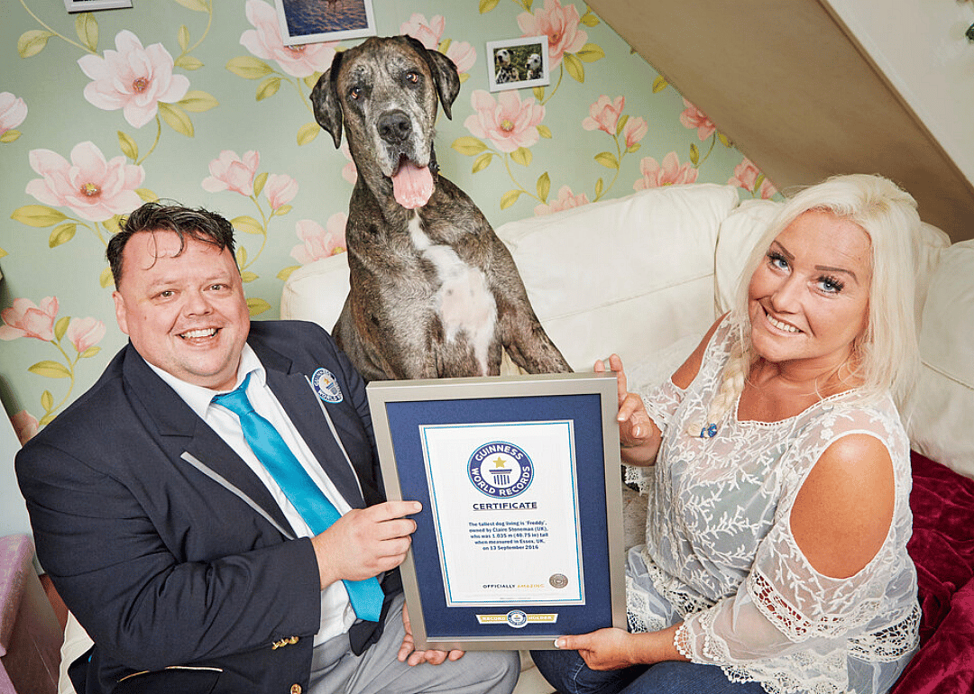 Tallest dog living