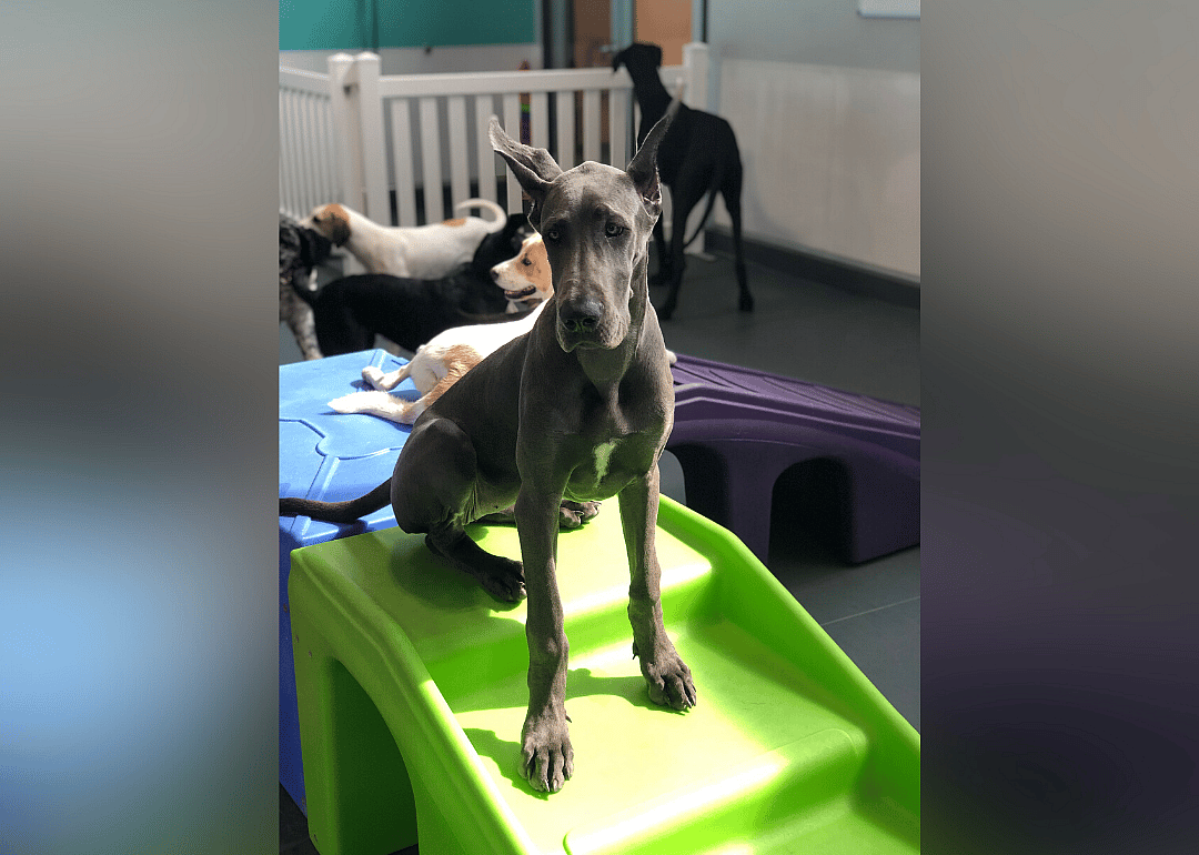 The Dog Retreat & Spa