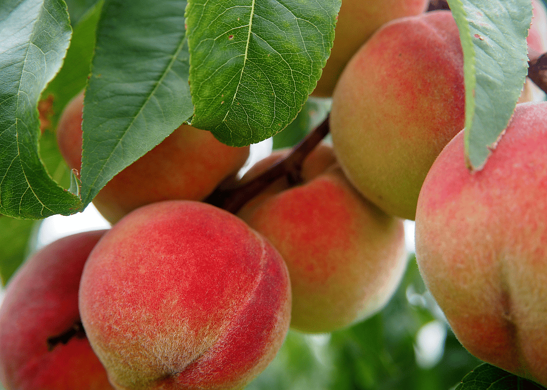 Keep peaches in the fridge once ripe