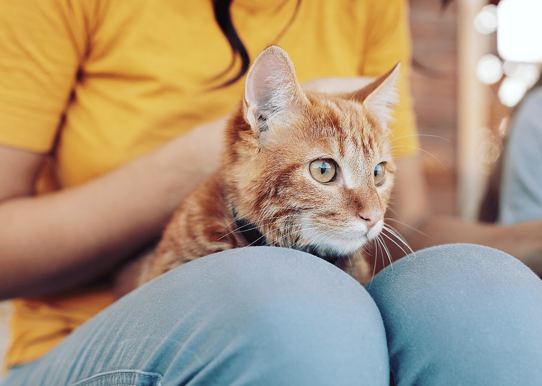 87% of new pet owners say they wouldn’t consider re-homing their pet