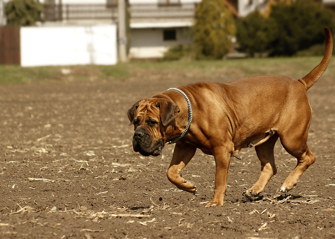 A Boerboel walking outside a house