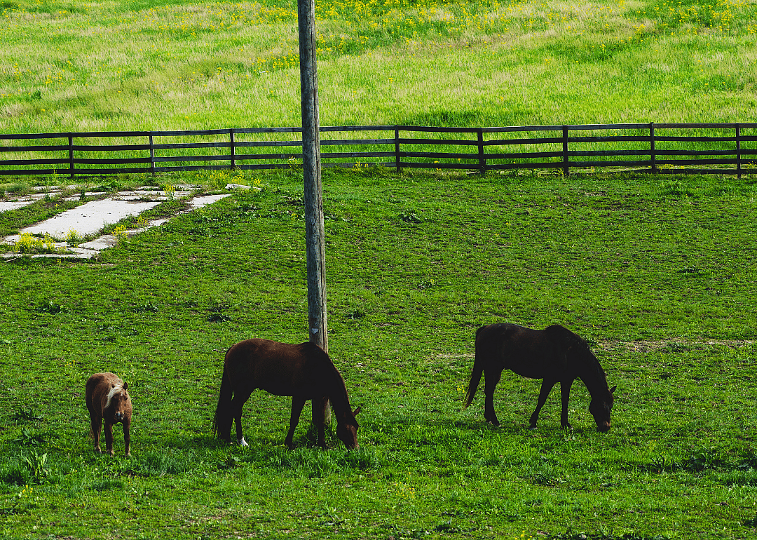 #4. Scott County