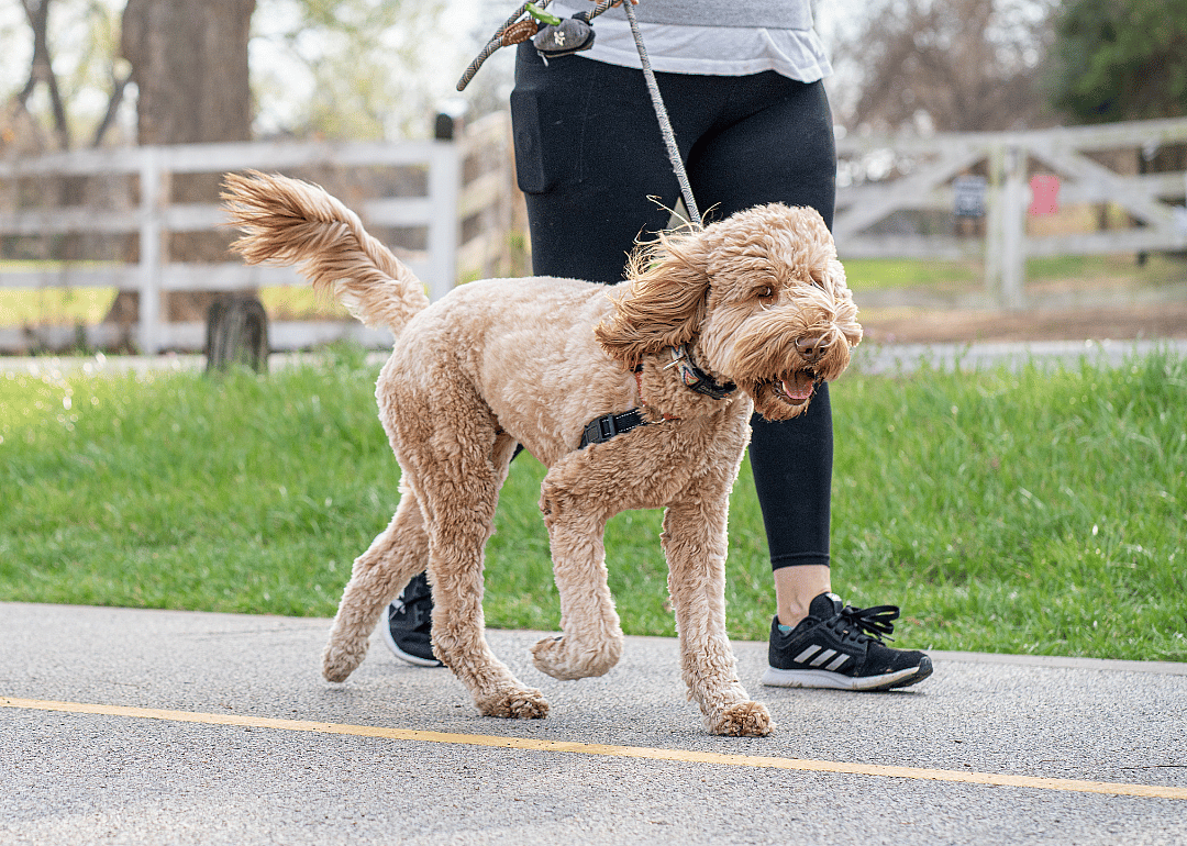 A caretaker walking a dog.