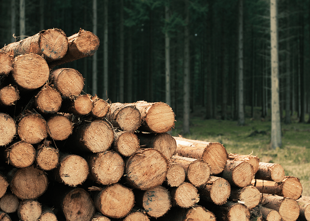 A pile of logs await processing.