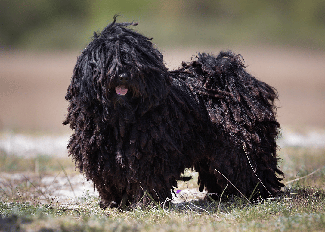 A Puli dog outdoors in nature
