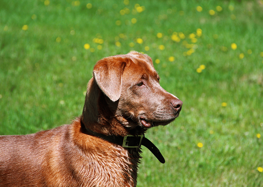 A Chesapeake Bay retriever standing at attention