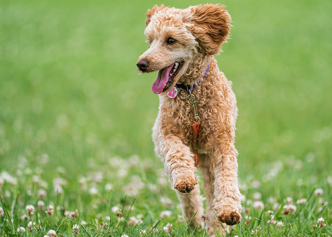 A Poodle running on a bright green lawn