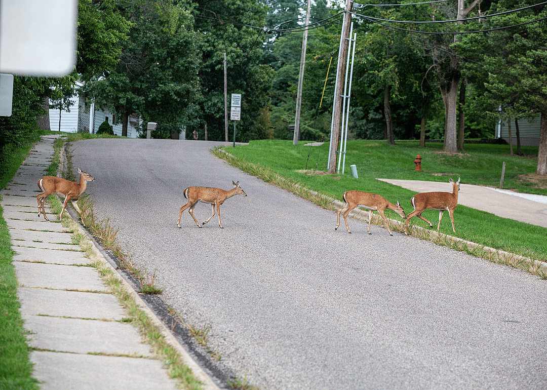Deer crossing a suburban road.