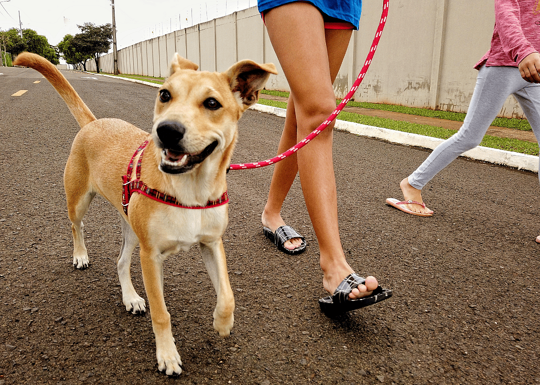 Two children walking a dog on a loose leash.