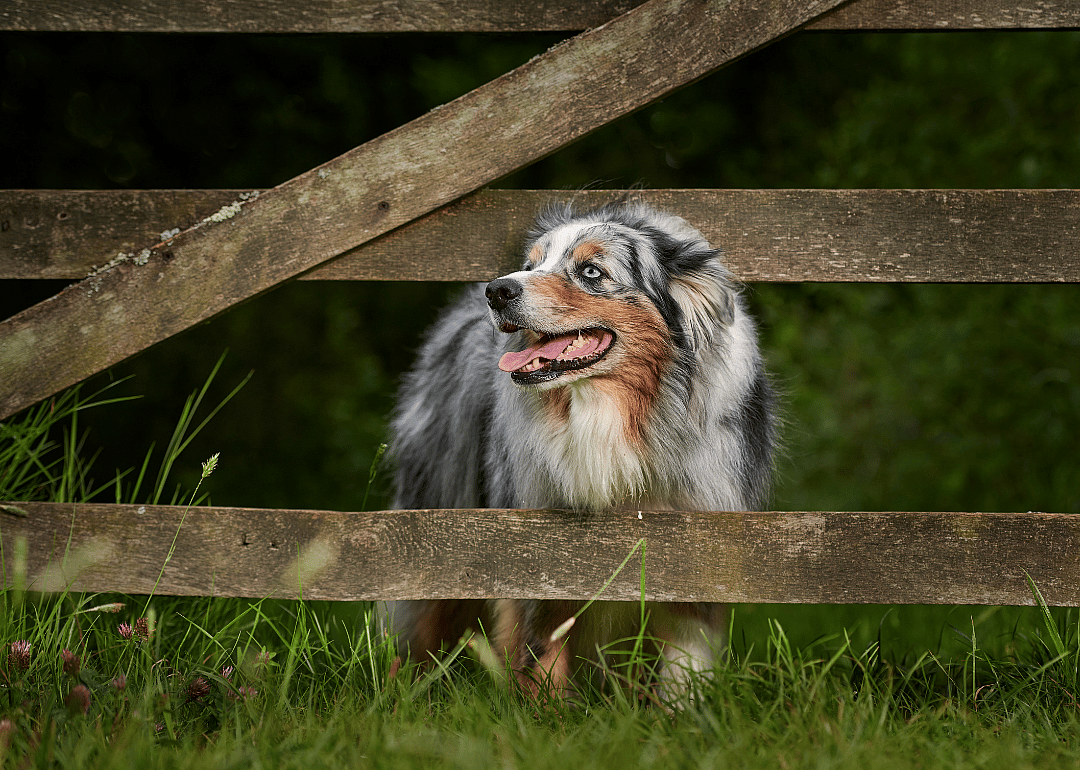 An Australian shepherd sticking its head through a fence