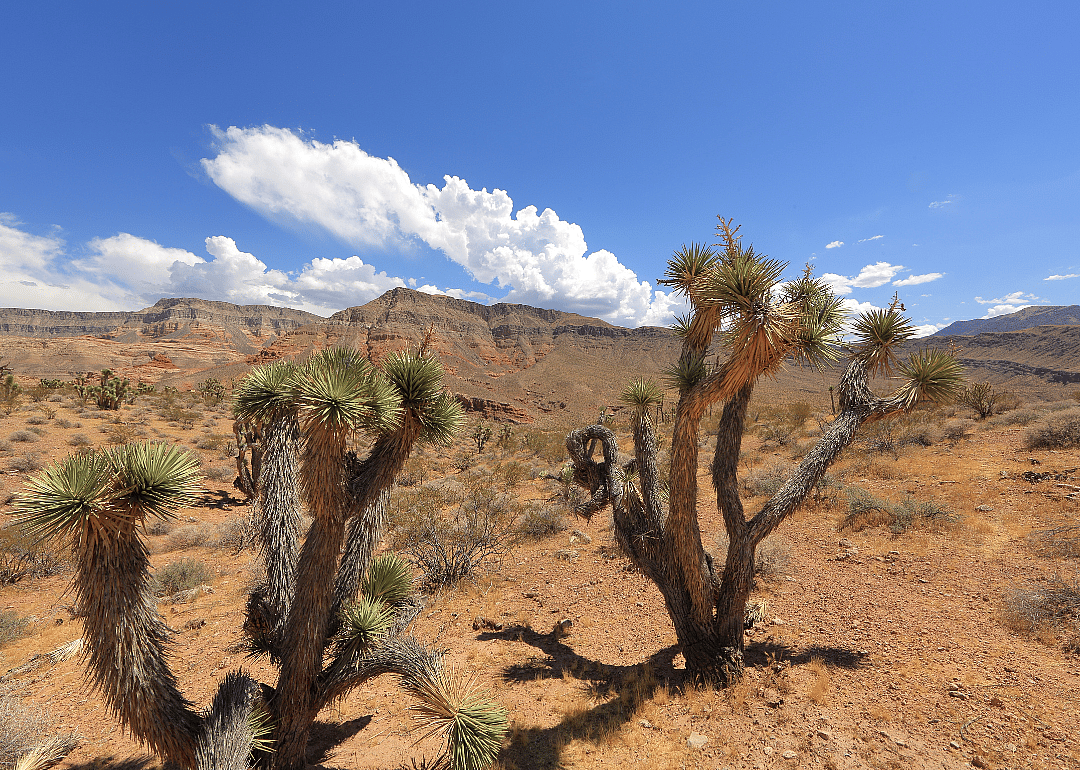 #6. Mohave County