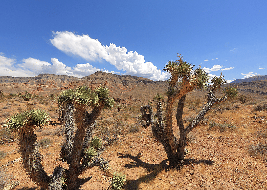 #2. Mohave County