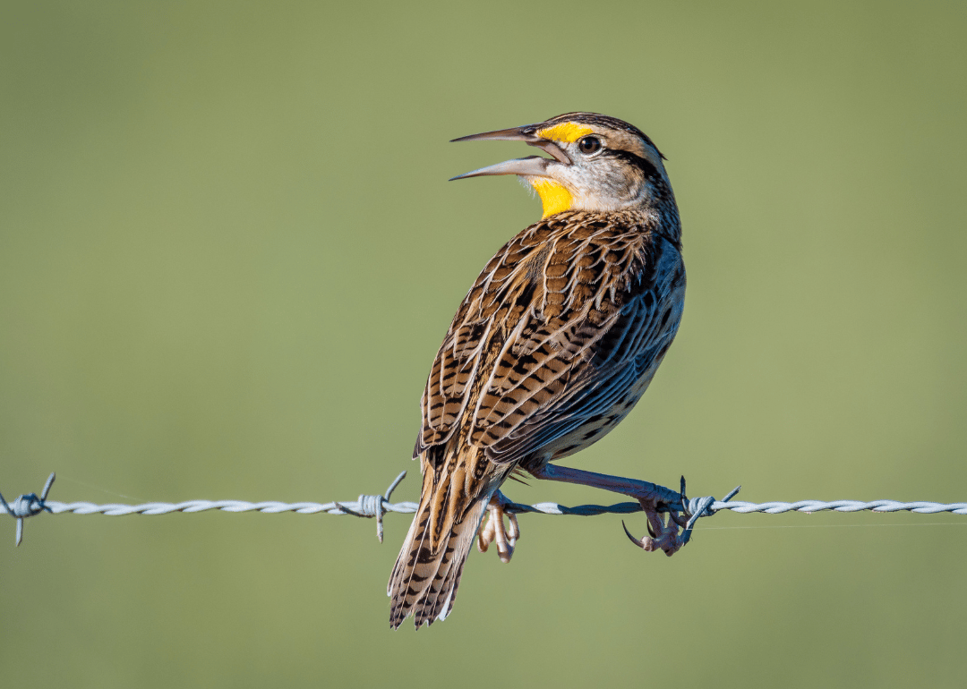 An Eastern meadowlark sitting on a wire.