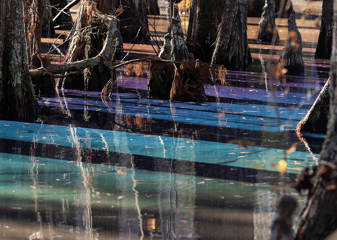 A rainbow sheen in a swamp as a result of decomposing plant matter.