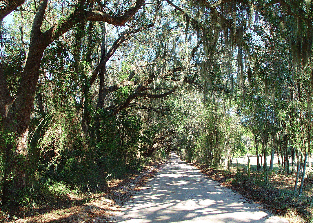 #30. Levy County