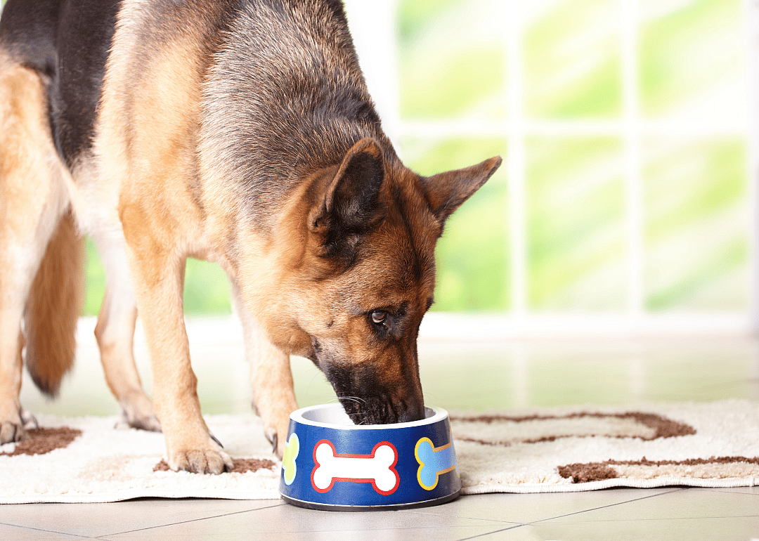 A dog eating food from a bowl