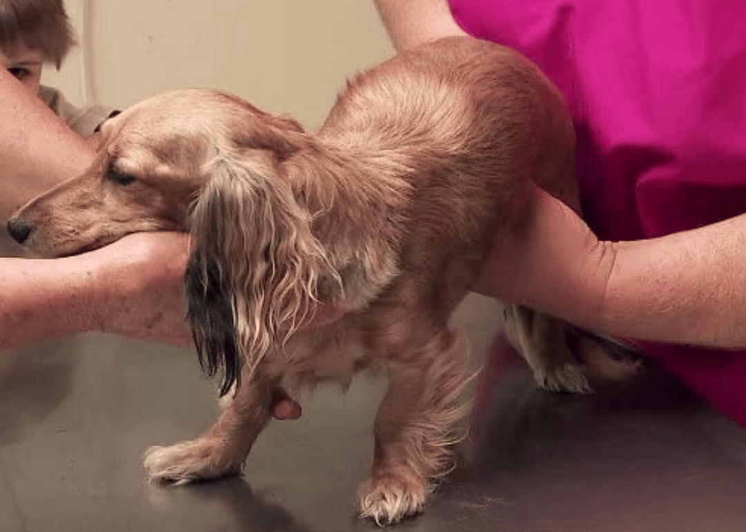 A dog being given medical care in The Incredible Dr. Pol