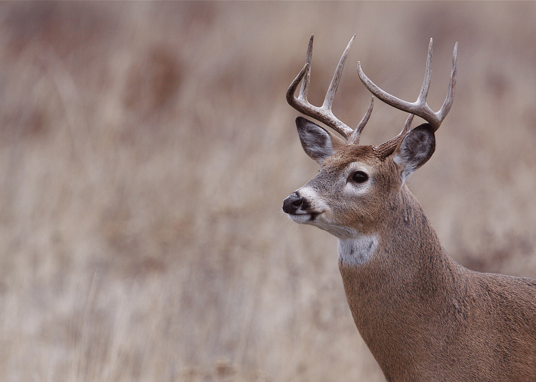 #46. Pike County