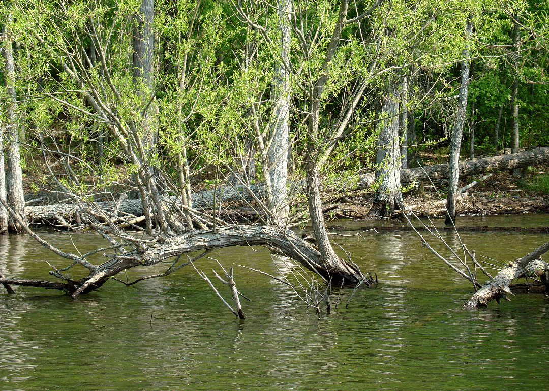 #5. Saluda