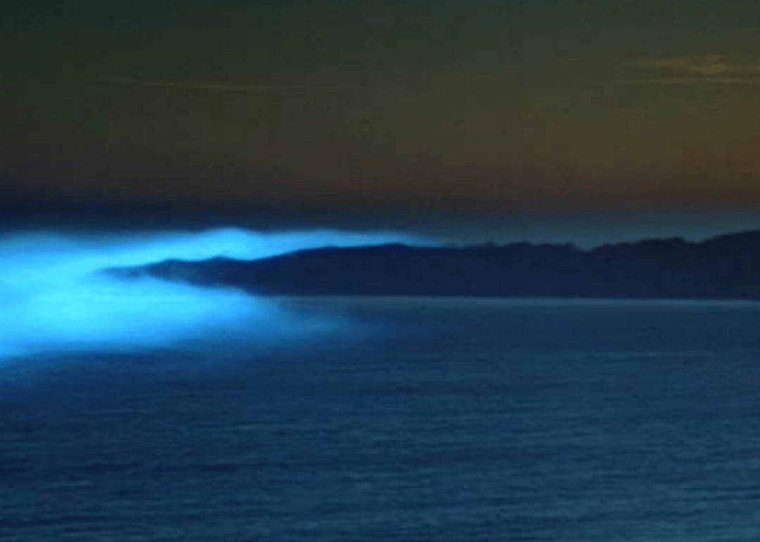 The Fog (1980)