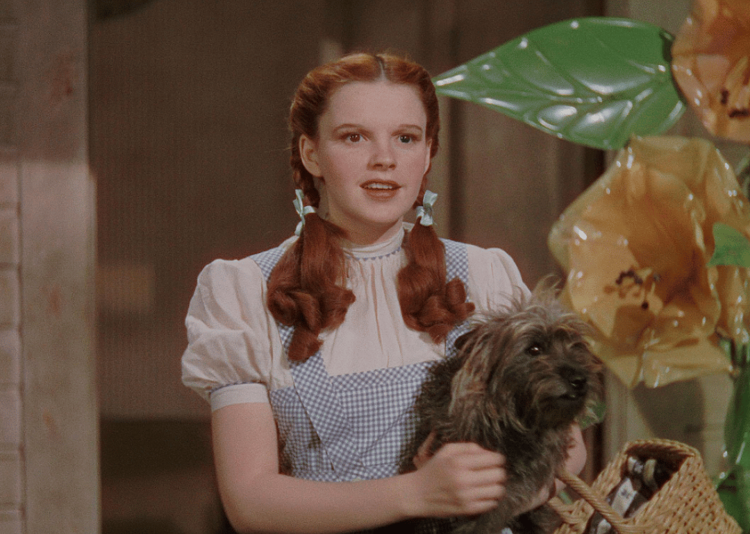 Judy Garland and Terry the dog (as Toto) in The Wizard of Oz.